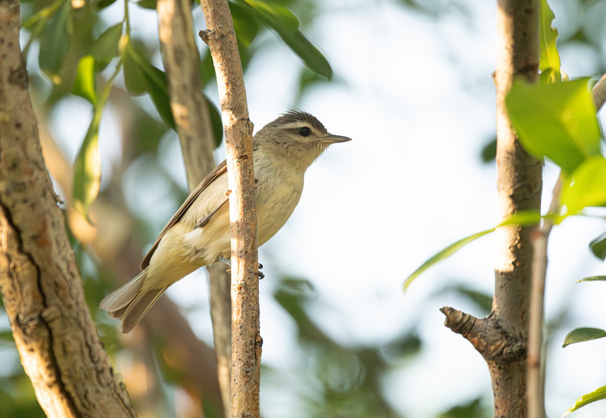 Warbling Vireo - ML620695156