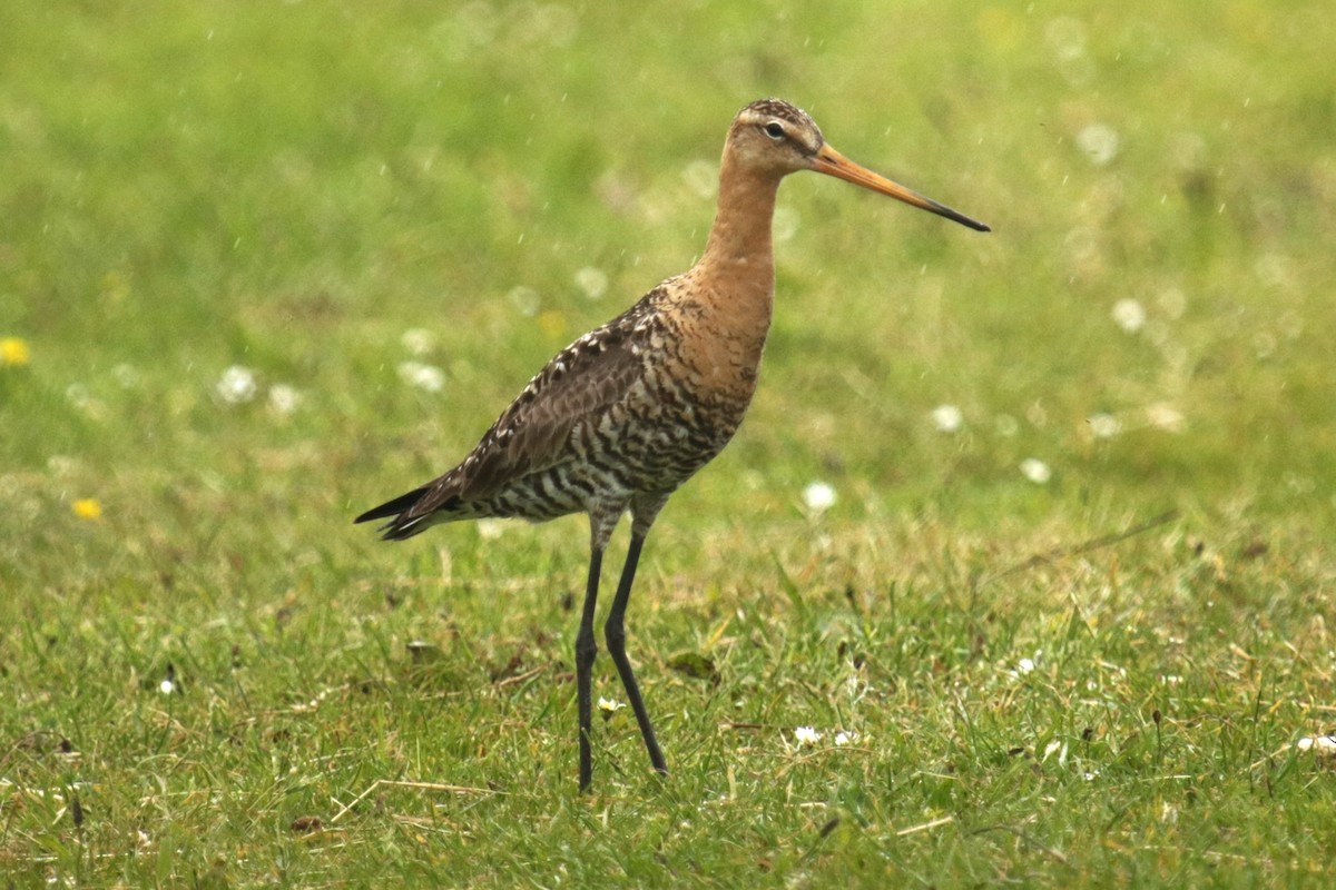 Black-tailed Godwit - ML620695159