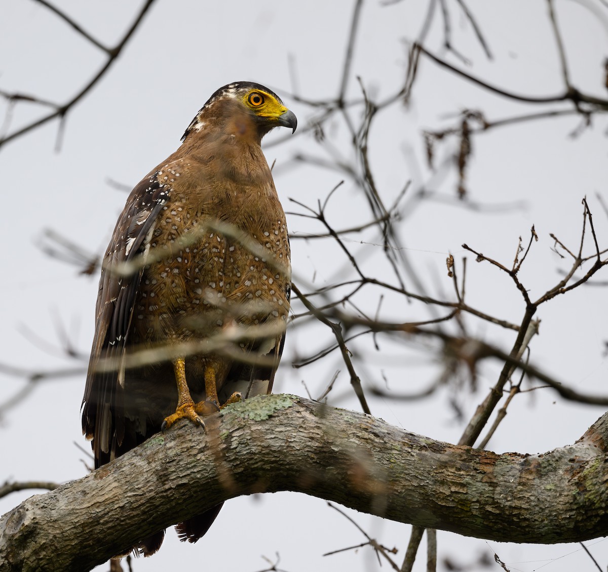 Haubenschlangenadler - ML620695160