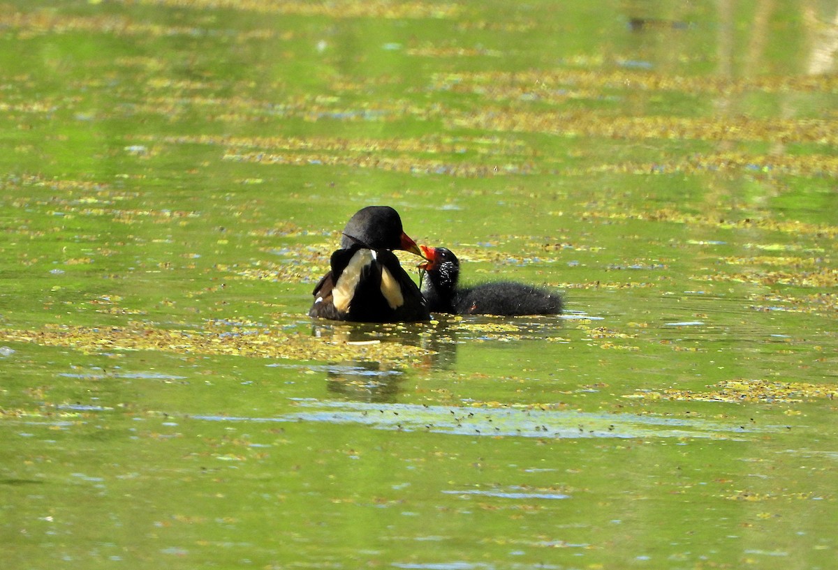 Eurasian Moorhen - ML620695161