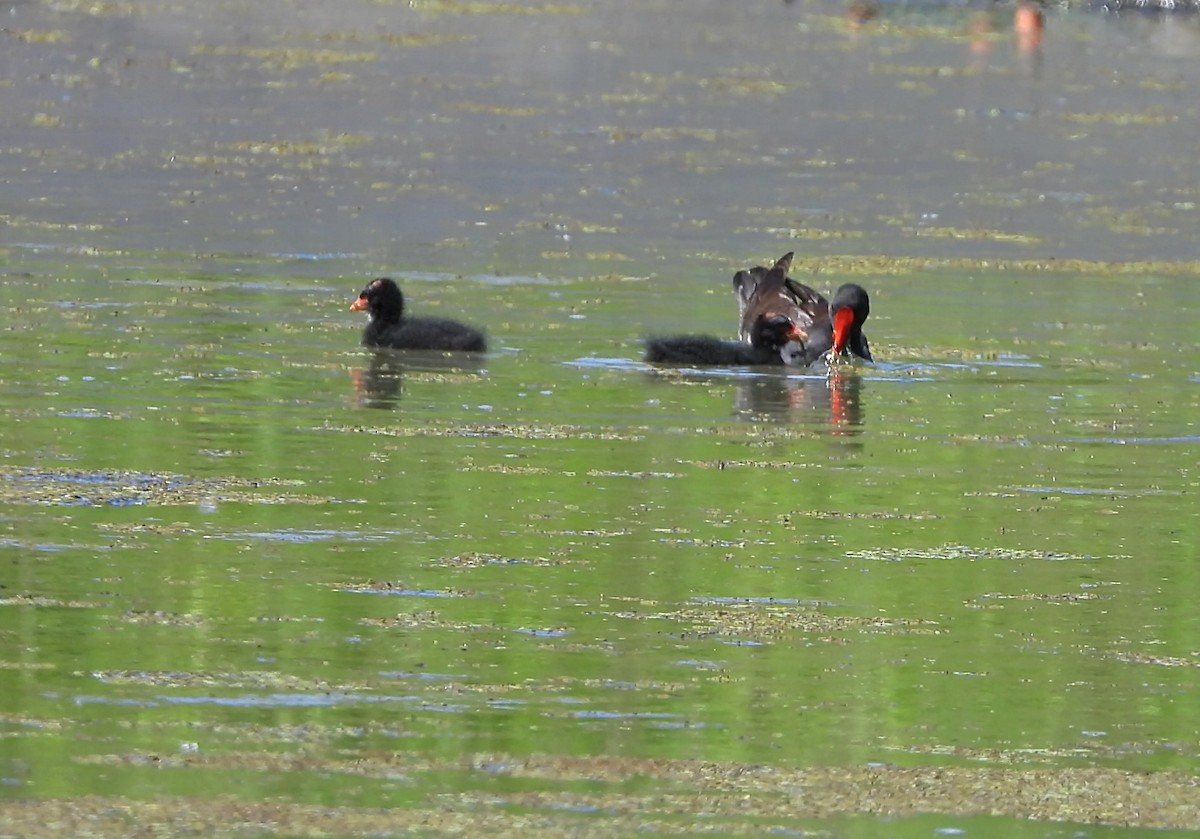 Eurasian Moorhen - ML620695162