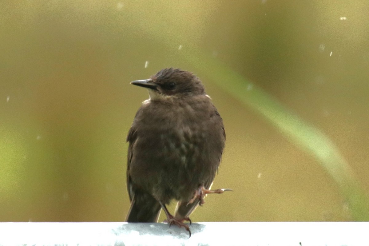 European Starling - ML620695165