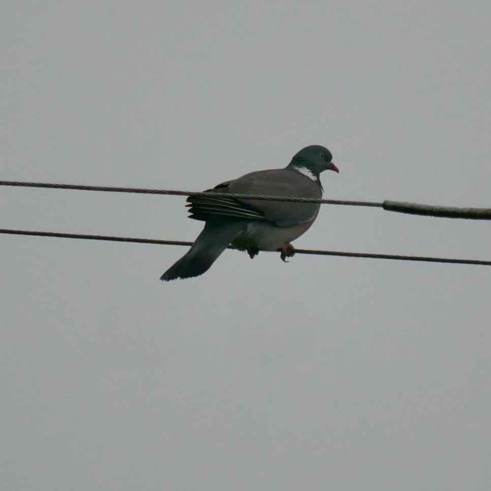 Common Wood-Pigeon - ML620695166