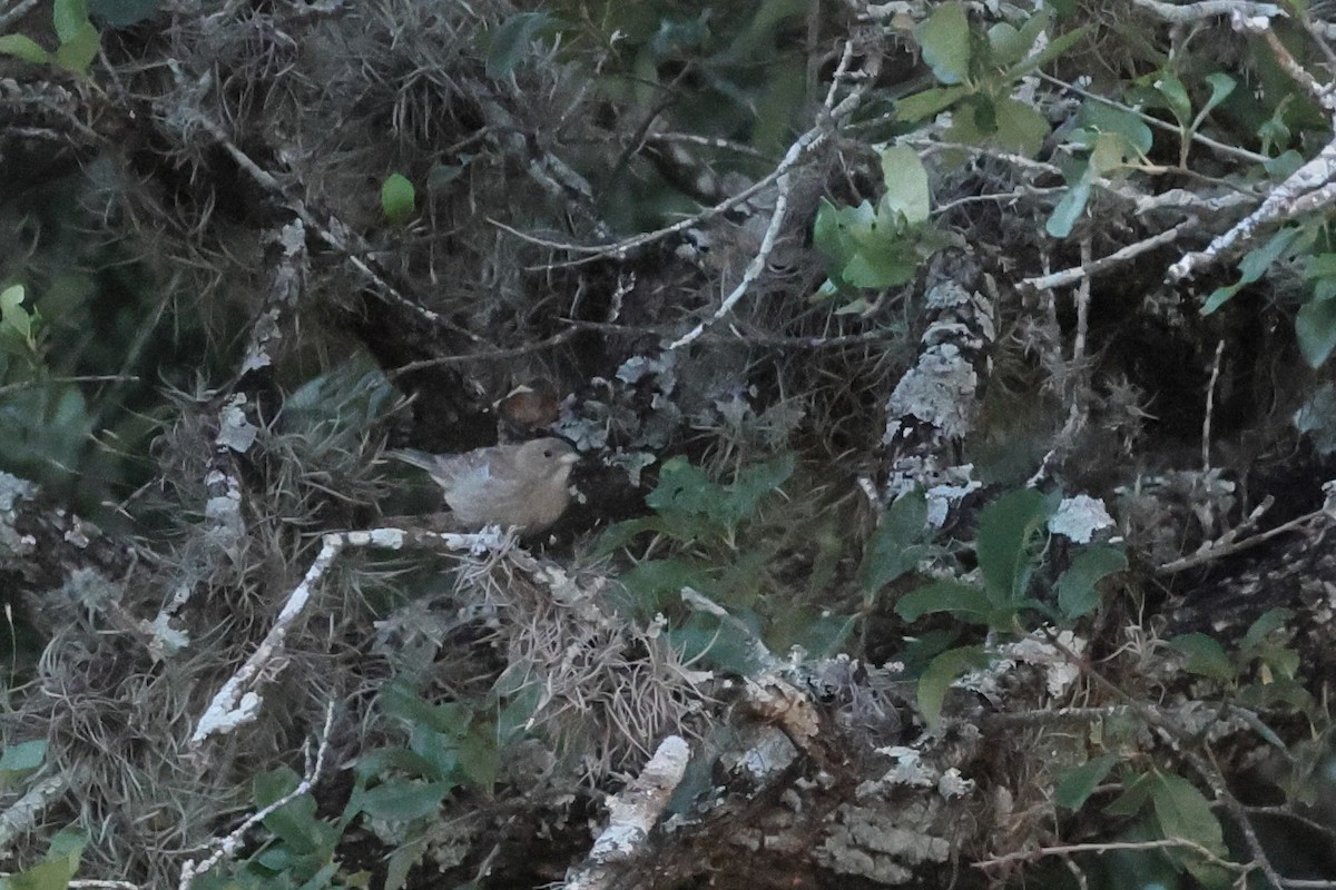 Indigo Bunting - ML620695168