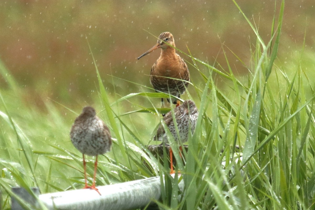 Black-tailed Godwit - ML620695169