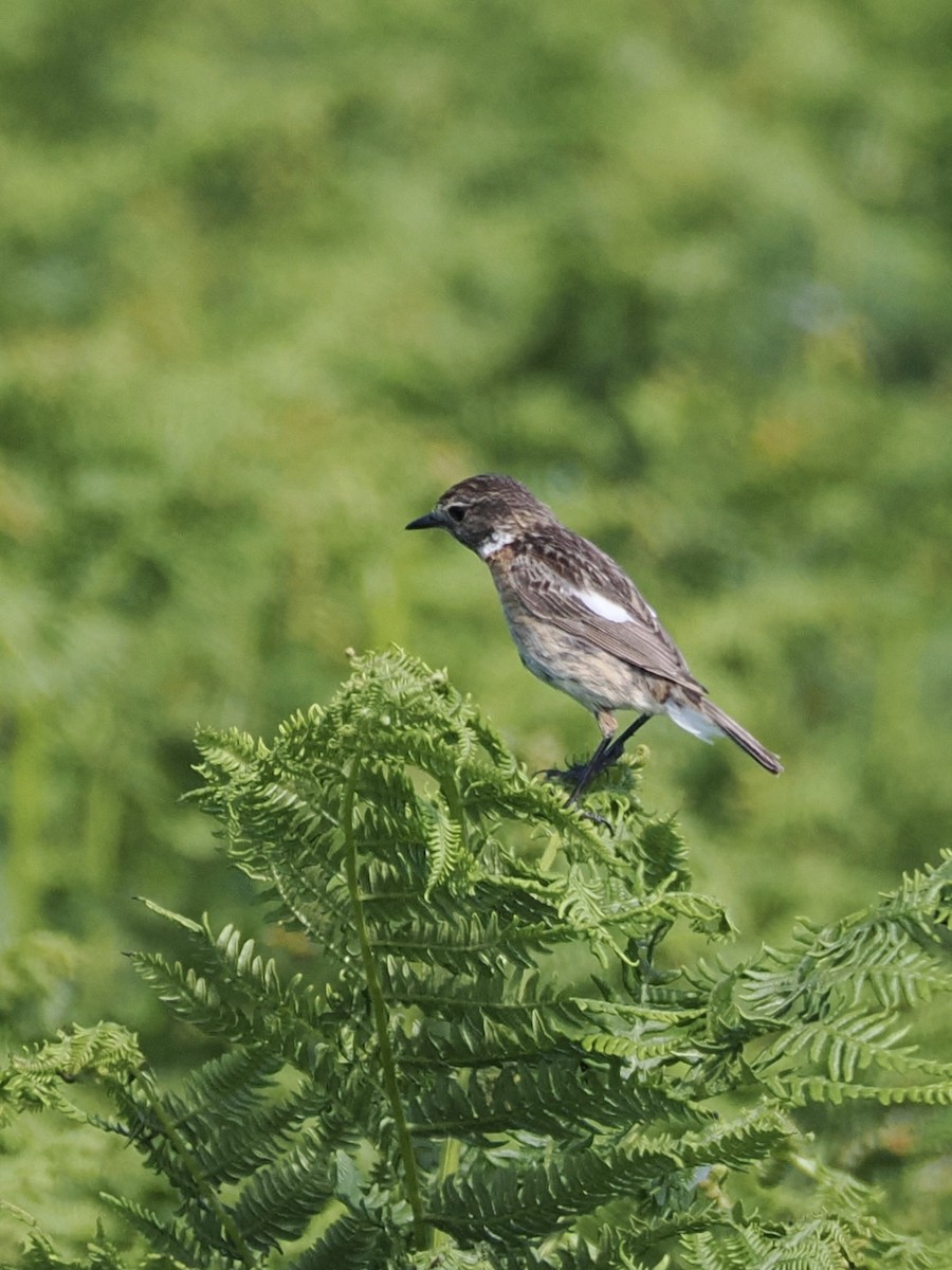 European Stonechat - ML620695172