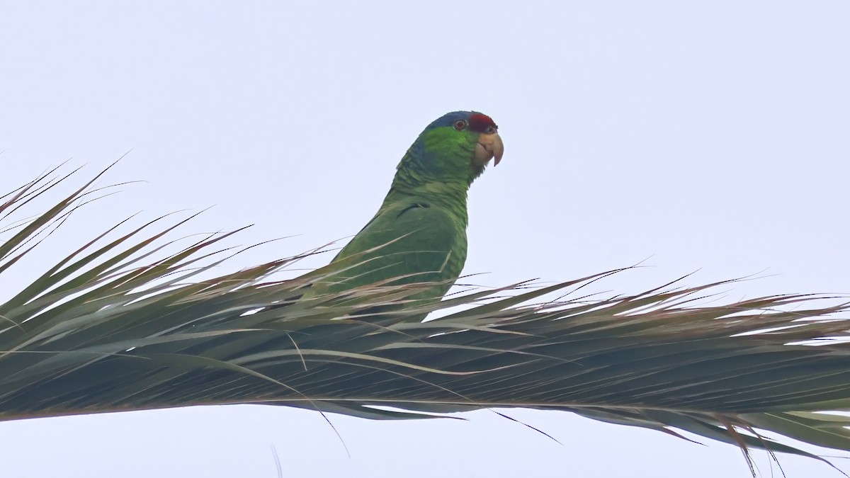 Lilac-crowned Parrot - ML620695176