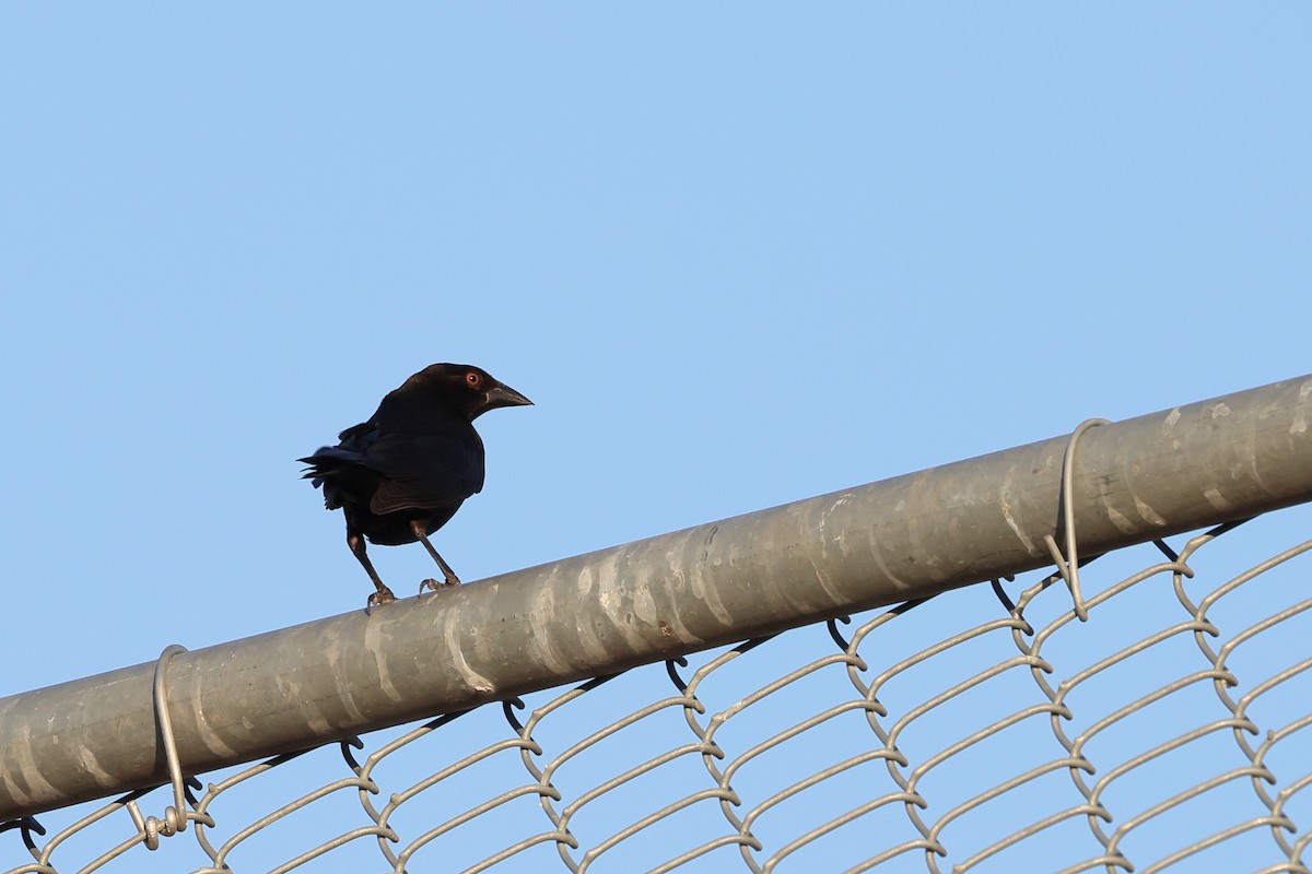 Bronzed Cowbird - ML620695179