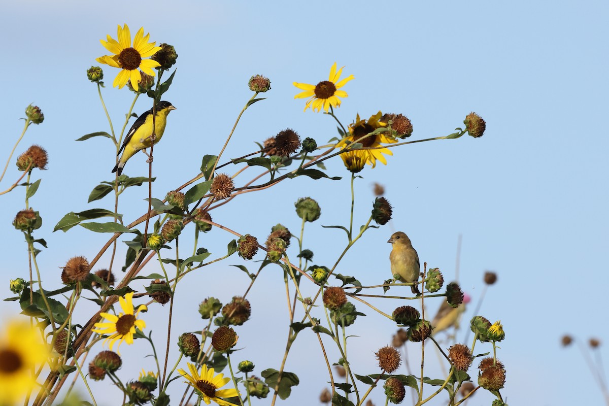 Lesser Goldfinch - ML620695181