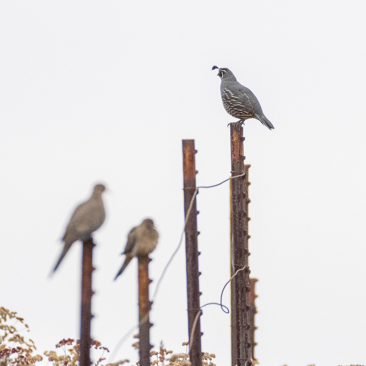 Mourning Dove - ML620695184