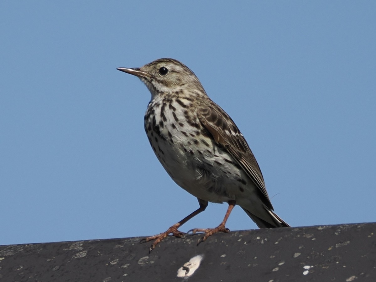 Meadow Pipit - ML620695186