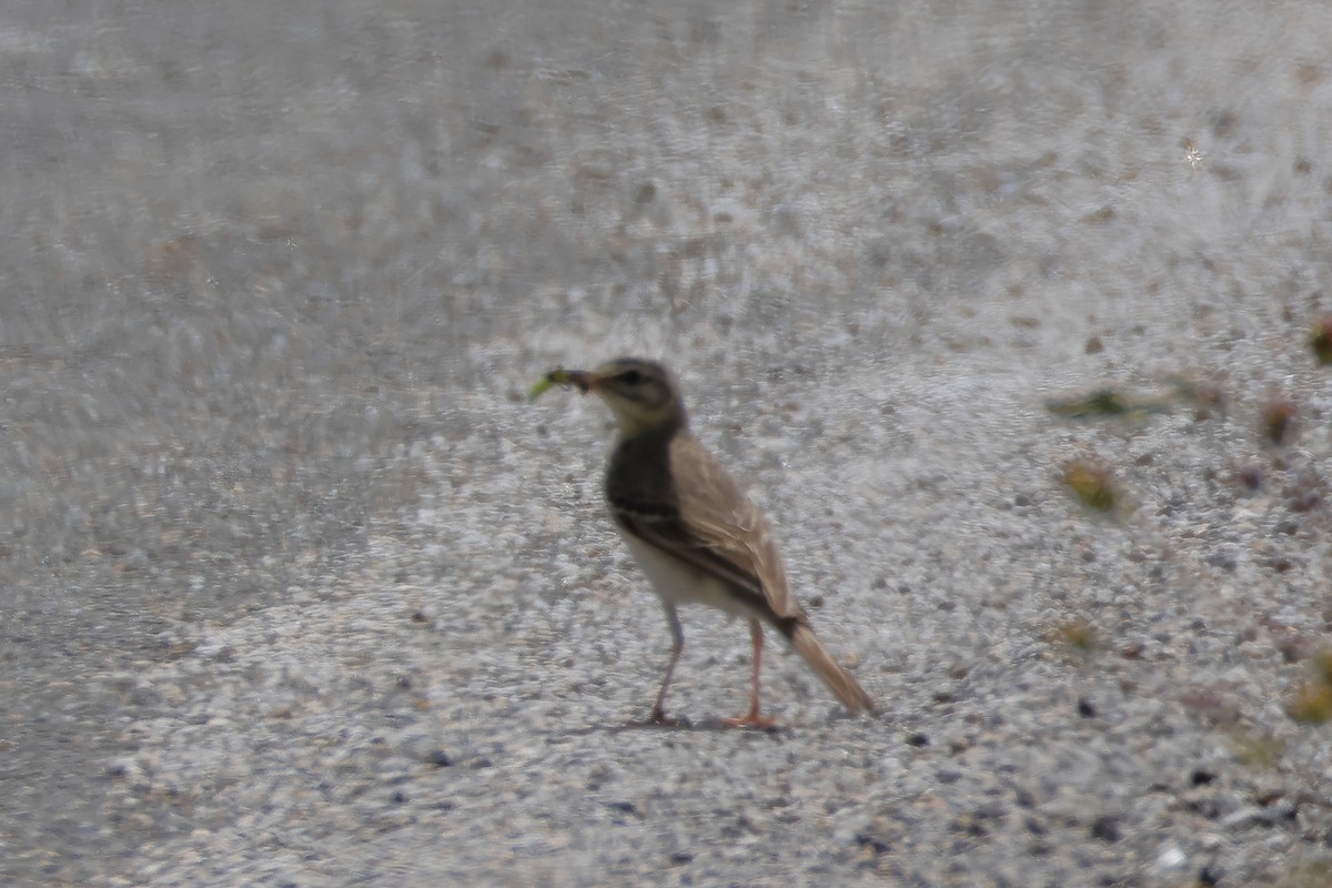 Tawny Pipit - ML620695187