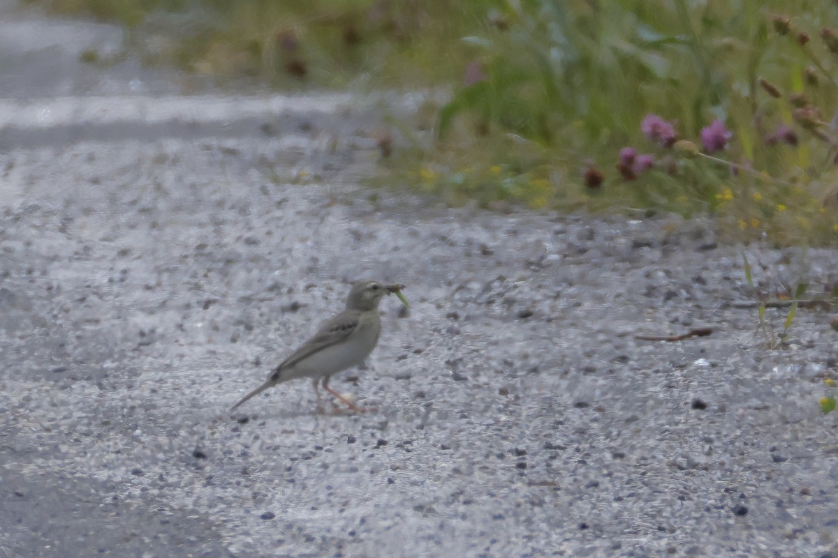 Tawny Pipit - ML620695188