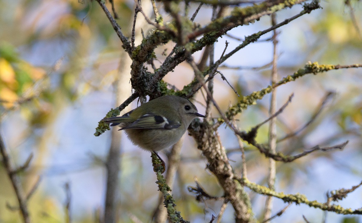 Wintergoldhähnchen - ML620695190