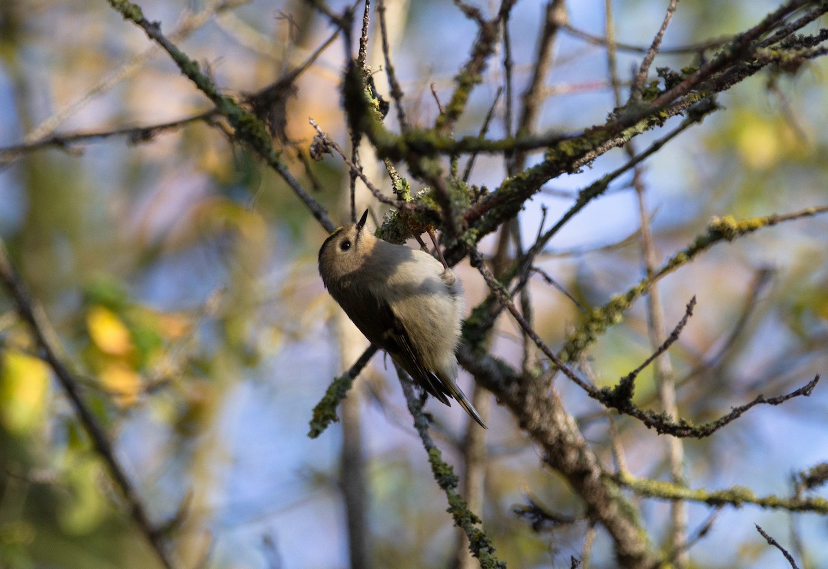 Goldcrest - ML620695191