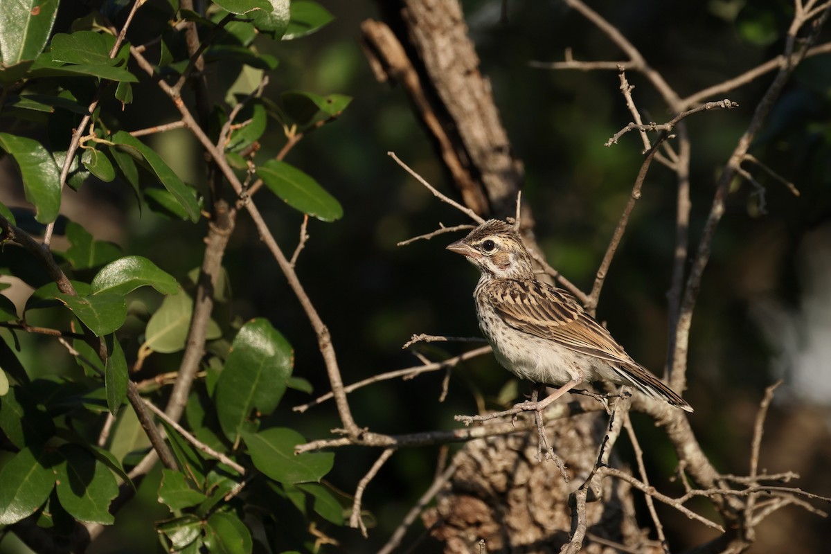 Lark Sparrow - ML620695193