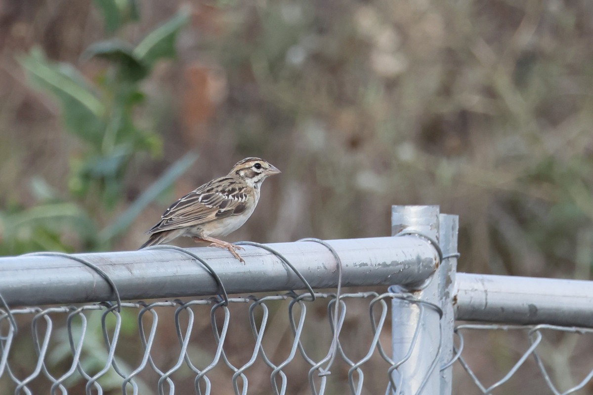 Lark Sparrow - ML620695195