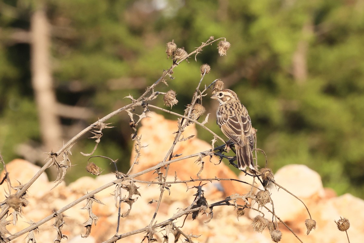 Lark Sparrow - ML620695197