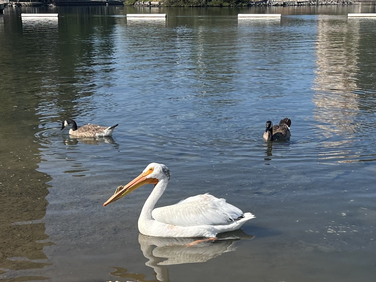 American White Pelican - ML620695198