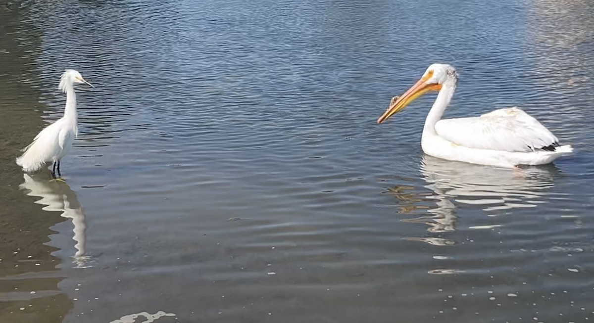 American White Pelican - ML620695199