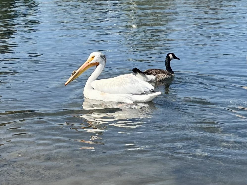 American White Pelican - ML620695201