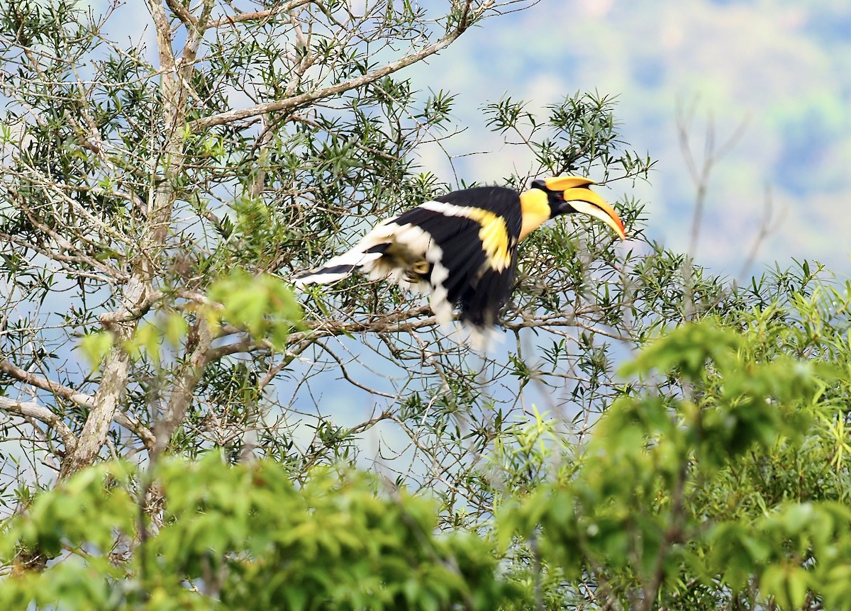 Black-crested Bulbul - ML620695205