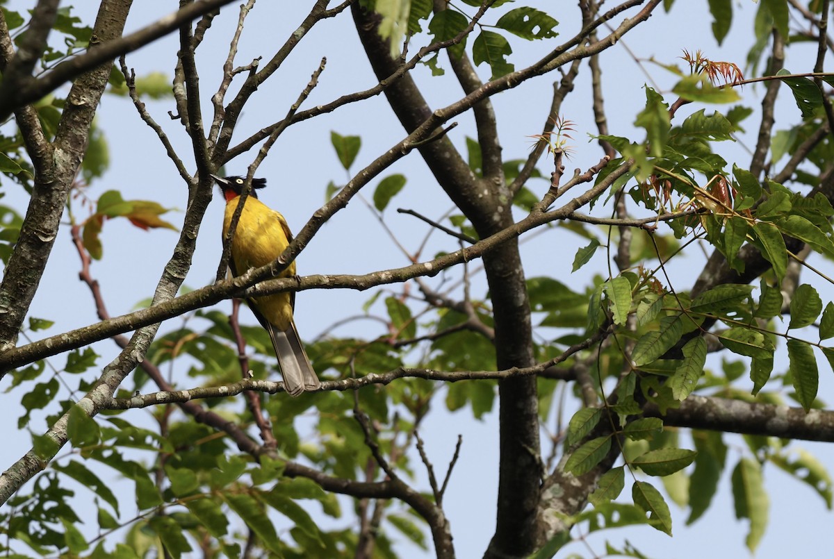 Bulbul à huppe noire - ML620695208