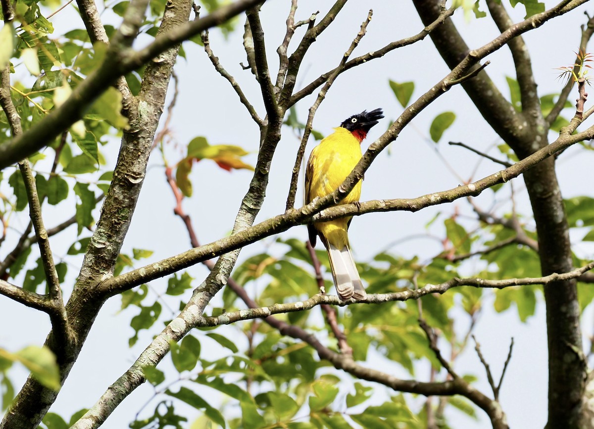 Bulbul à huppe noire - ML620695210