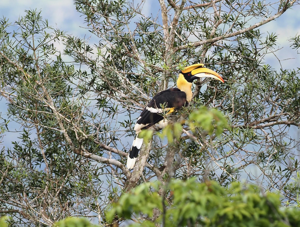 Black-crested Bulbul - ML620695211