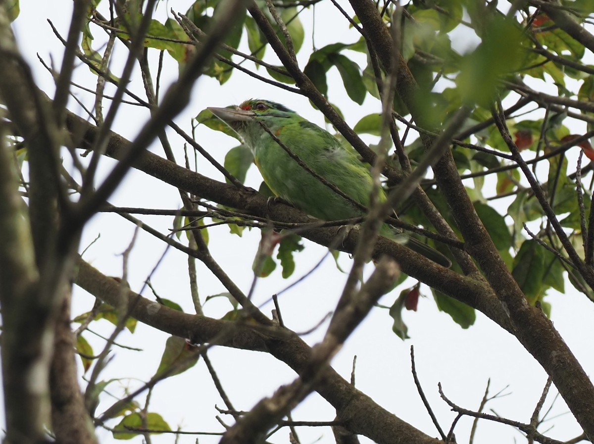 Moustached Barbet - ML620695212