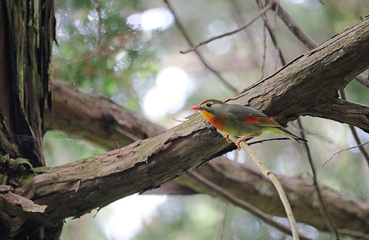 Red-billed Leiothrix - ML620695220