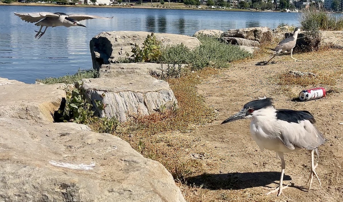 Black-crowned Night Heron - ML620695225