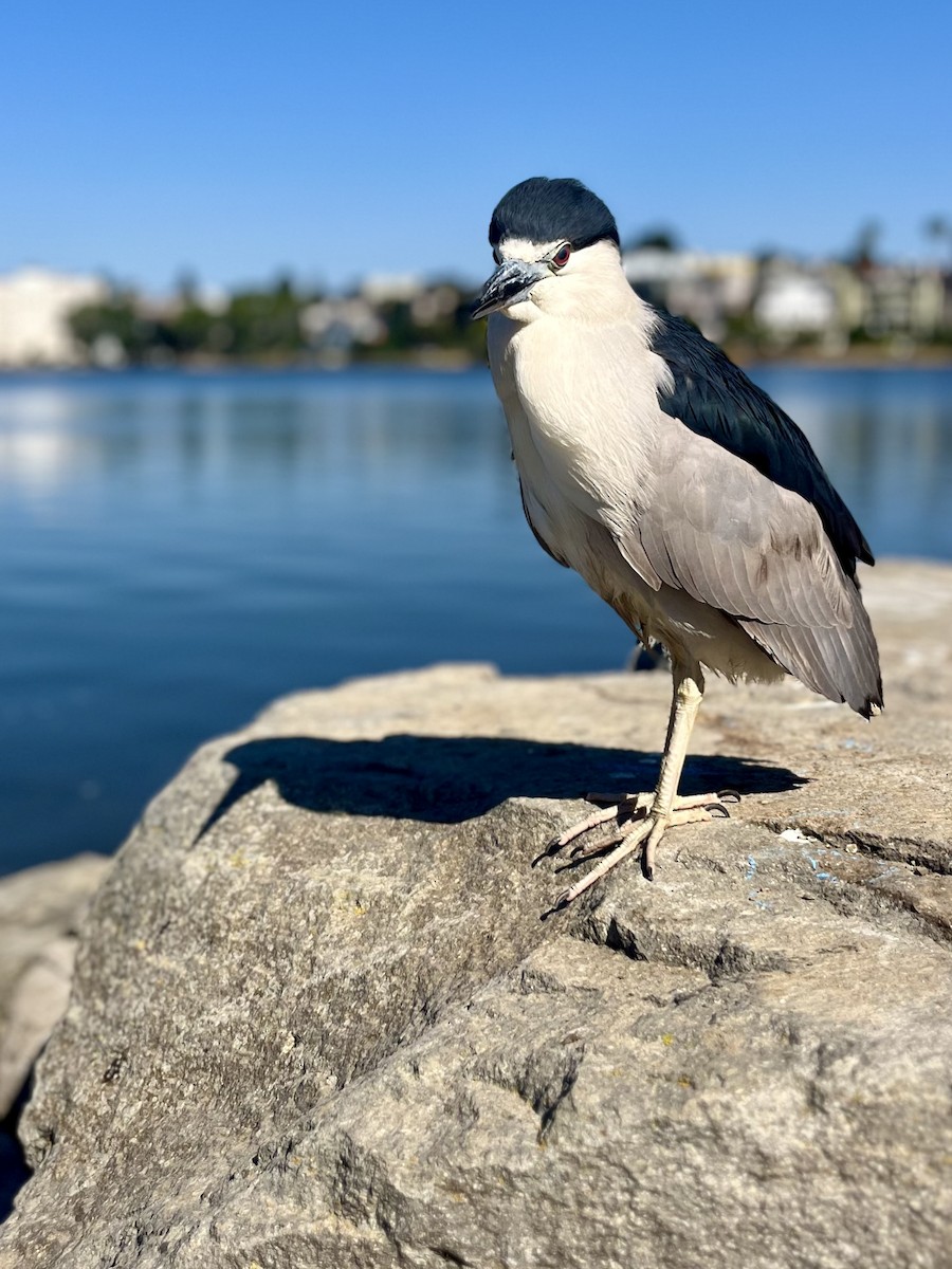 Black-crowned Night Heron - ML620695229