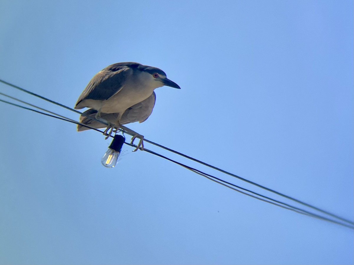 Black-crowned Night Heron - ML620695230