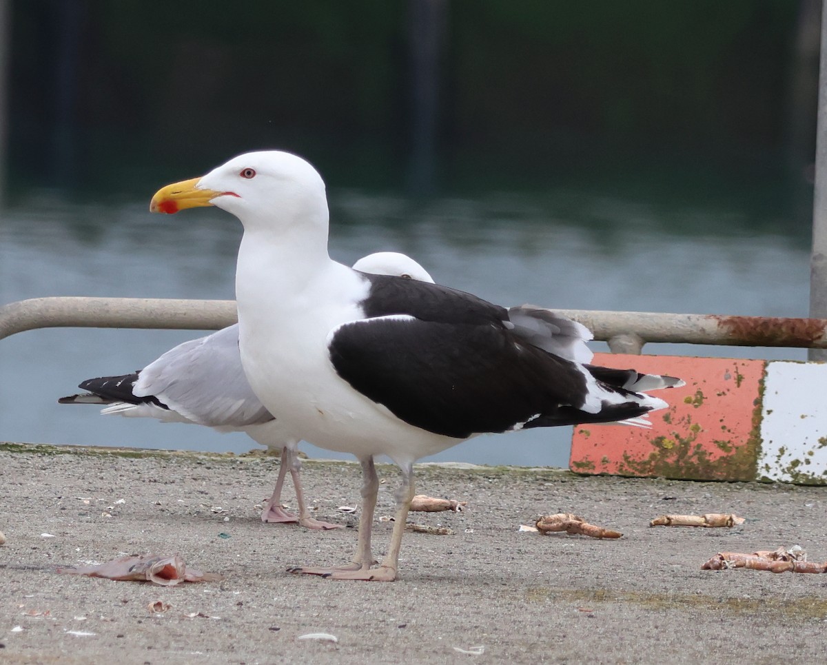 Goéland argenté (argentatus/argenteus) - ML620695232