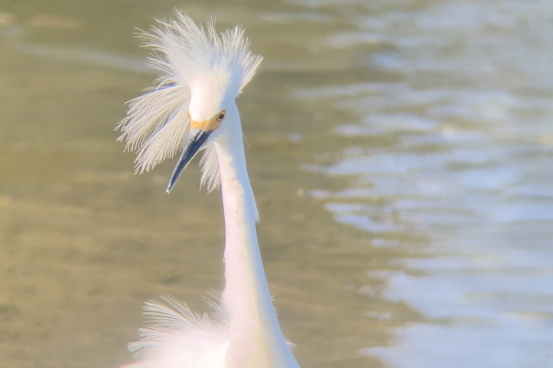 Snowy Egret - ML620695234