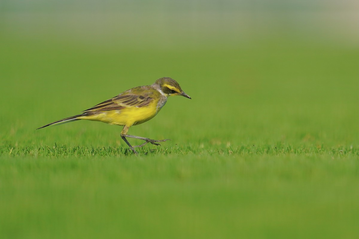 Eastern Yellow Wagtail (Green-headed) - ML620695239