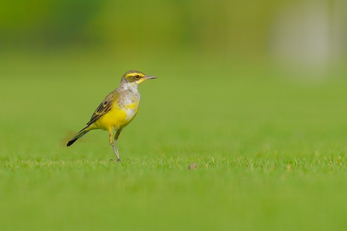 Eastern Yellow Wagtail (Green-headed) - ML620695240