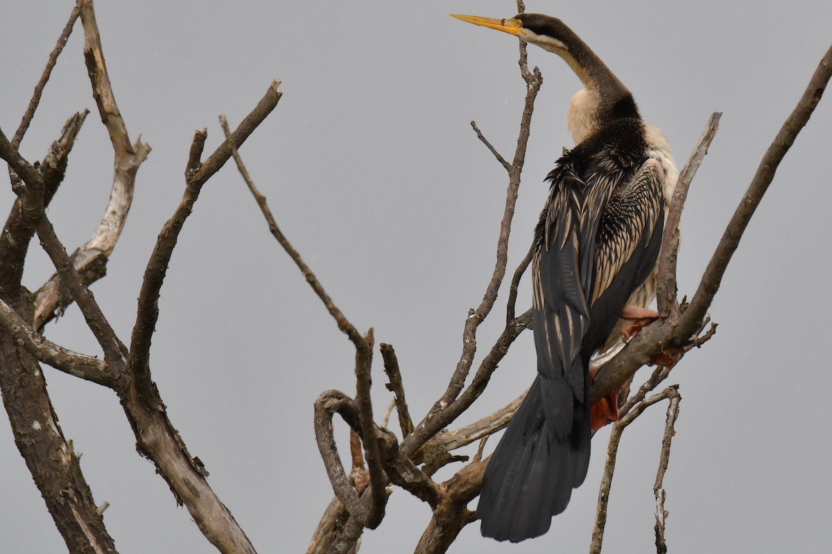 anhinga australská - ML620695244