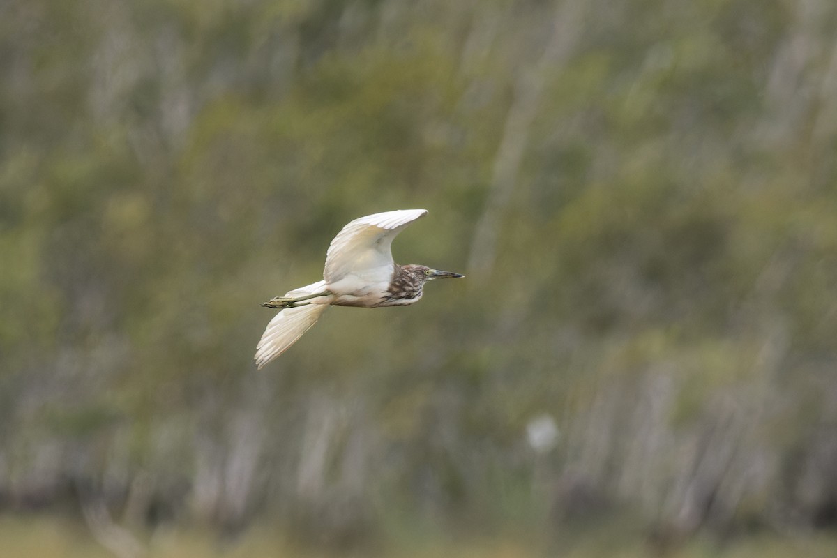 Chinese Pond-Heron - ML620695247