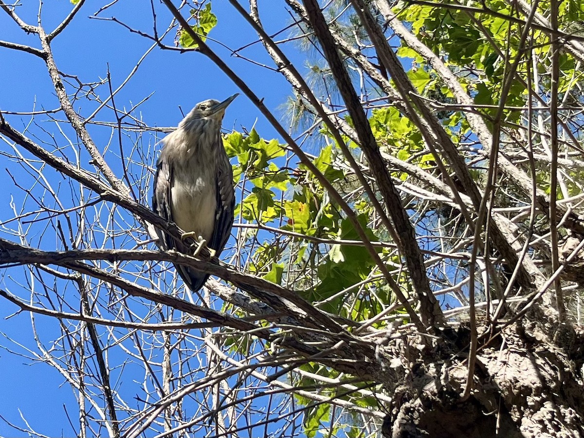 Black-crowned Night Heron - ML620695249