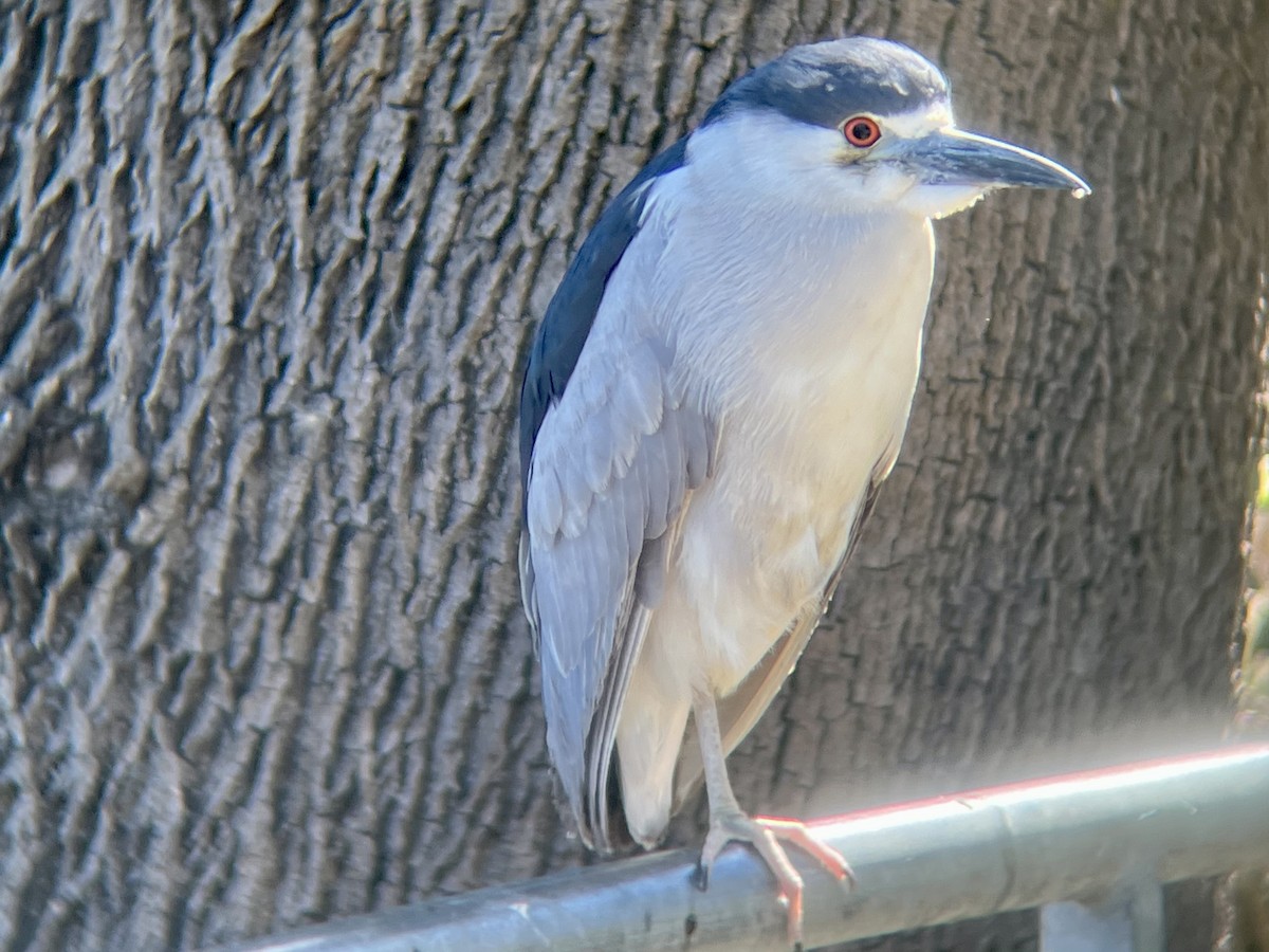 Black-crowned Night Heron - ML620695251