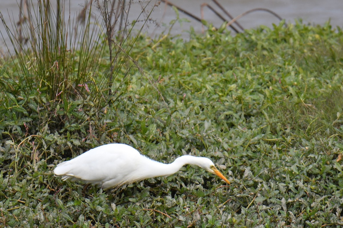 Great Egret - ML620695253