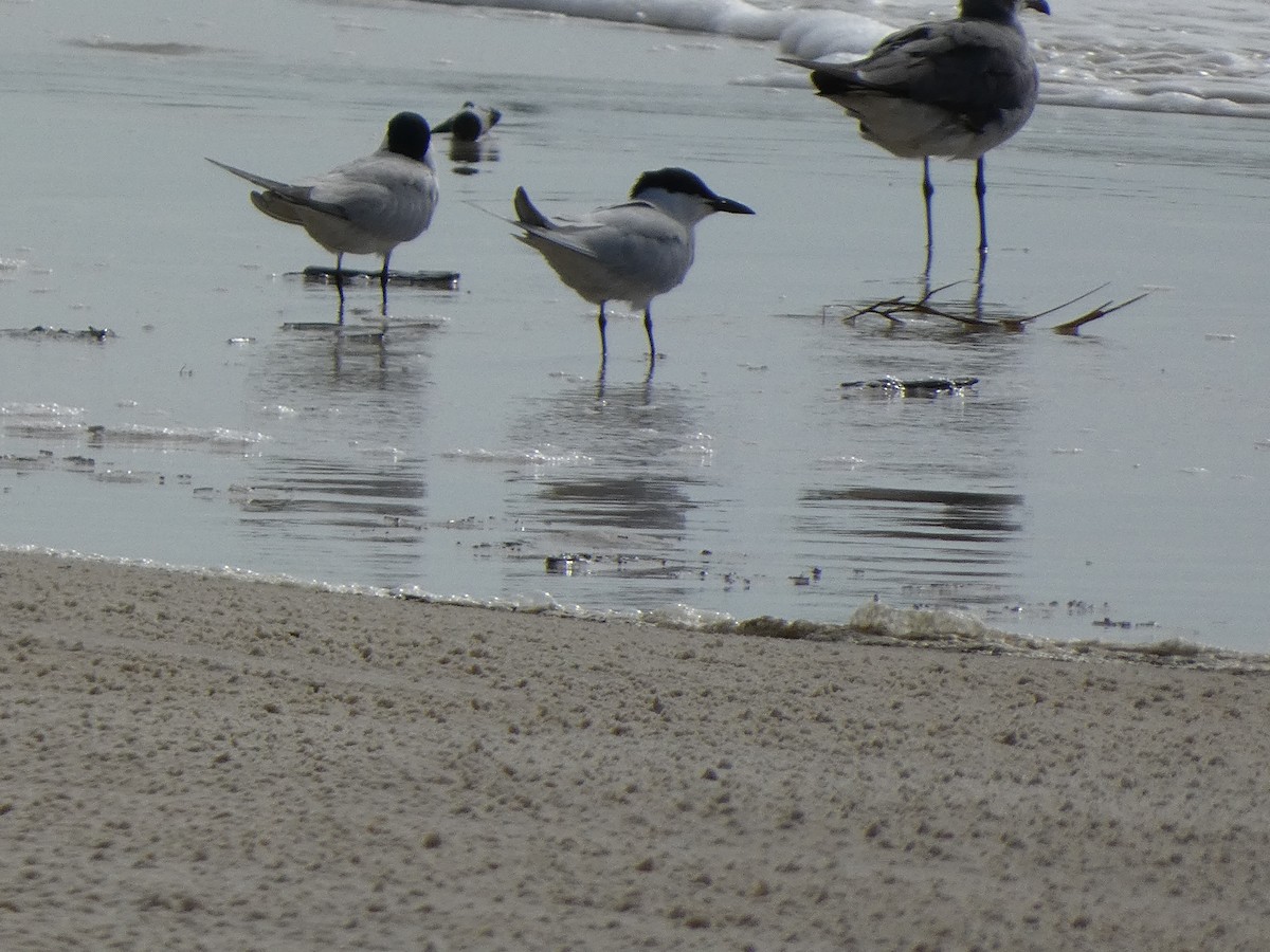 Gull-billed Tern - ML620695254