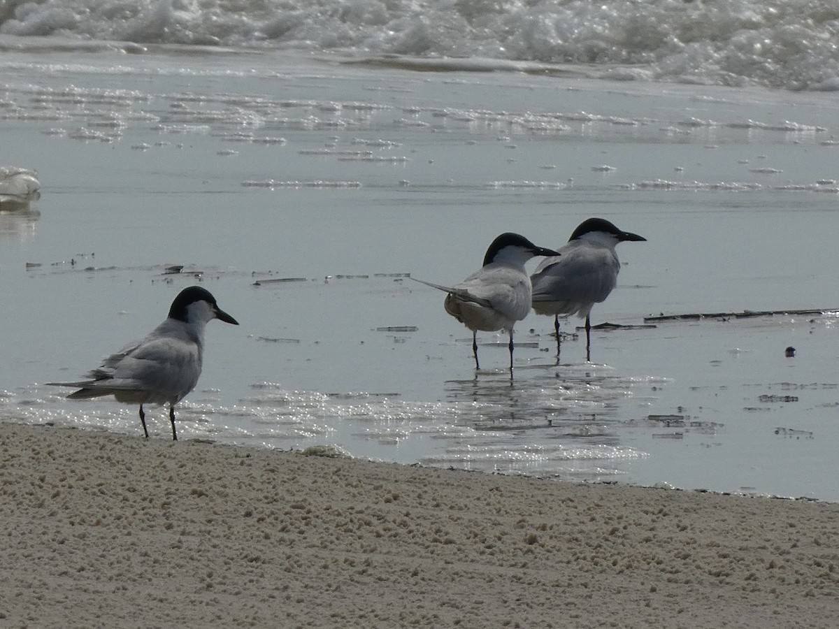 Gull-billed Tern - ML620695256