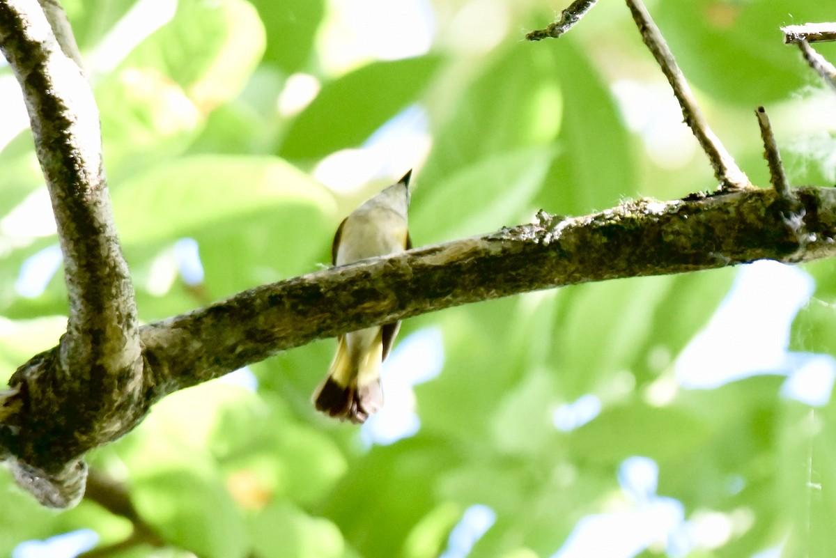 American Redstart - ML620695267