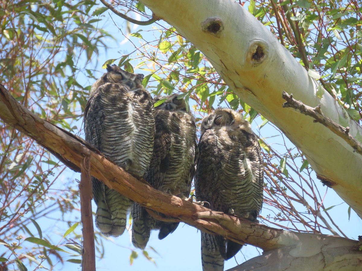 Great Horned Owl - ML620695269