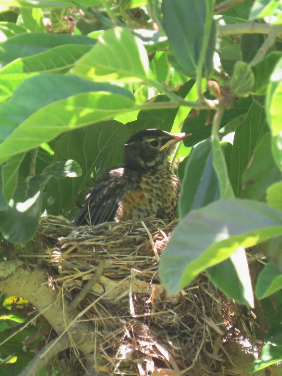 American Robin - ML620695270