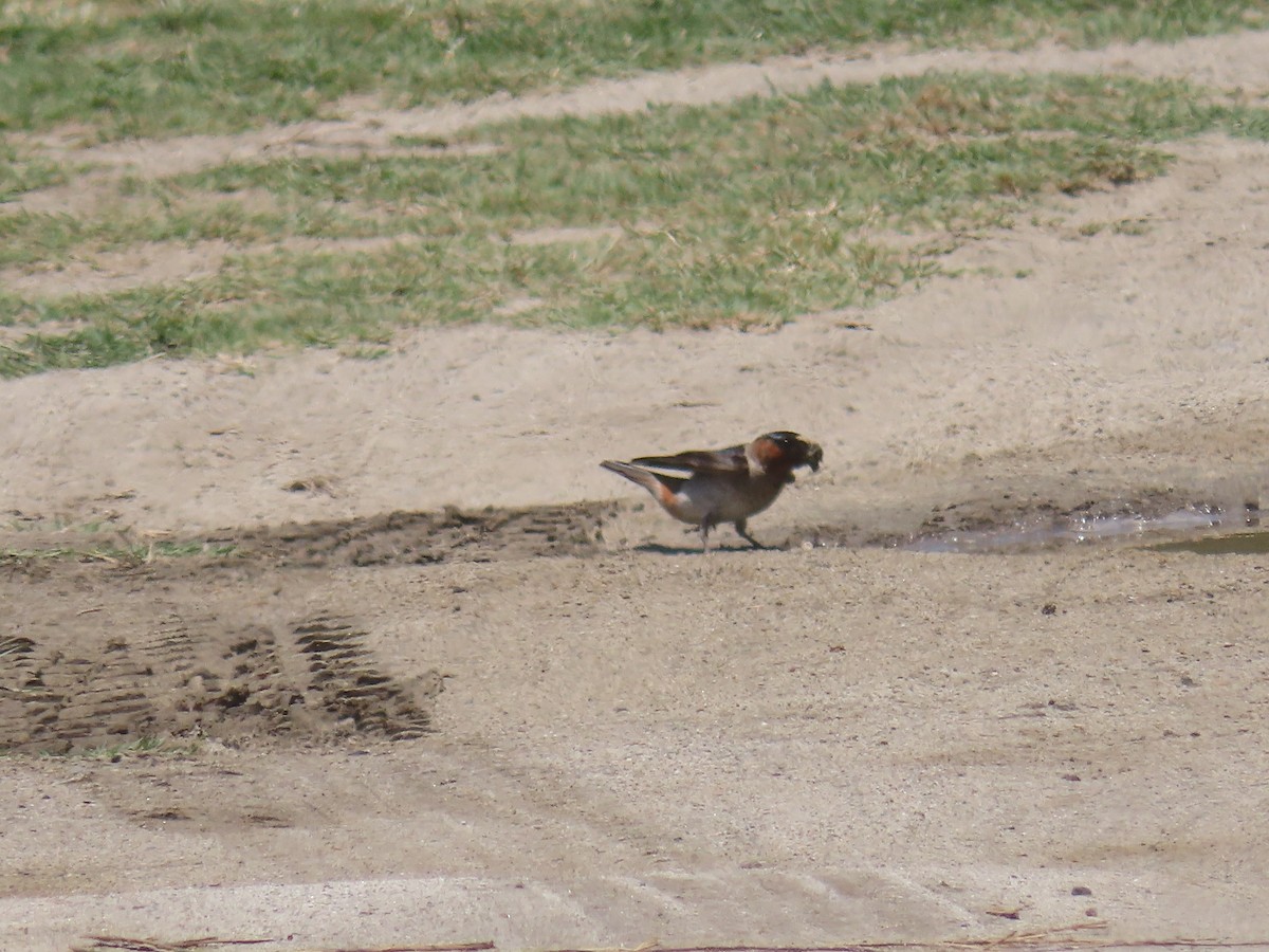 Cliff Swallow - ML620695272