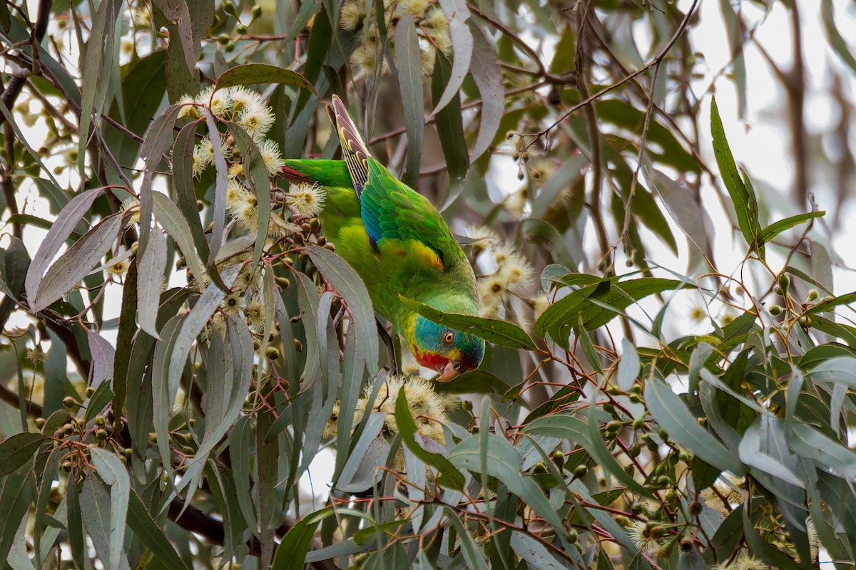 Swift Parrot - Benjamin Smith